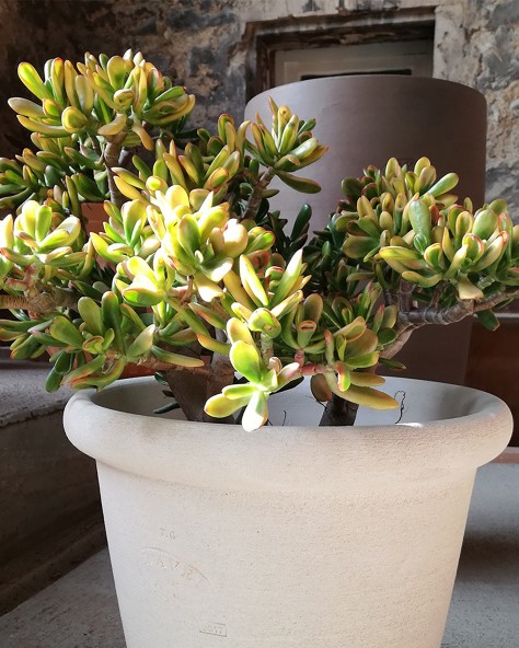 VASE JASMIN VASE JASMIN