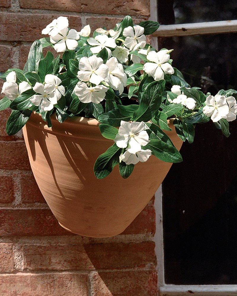 PRIMROSE APPLIQUE