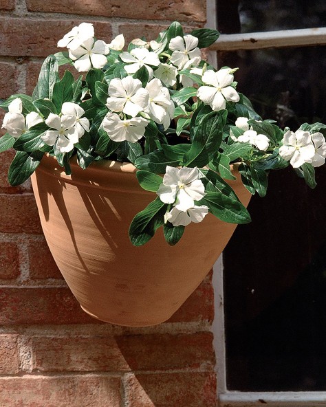 PRIMROSE APPLIQUE