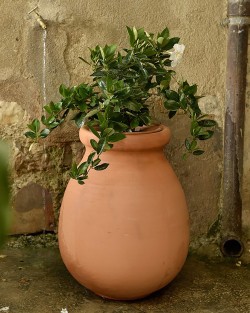 JARRE PROVENCALE