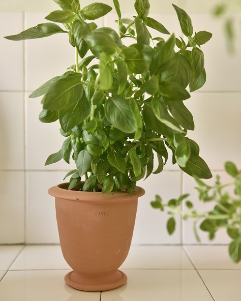 POT BASILIC