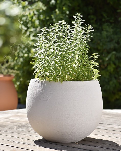 VASE COSMOS VASE COSMOS