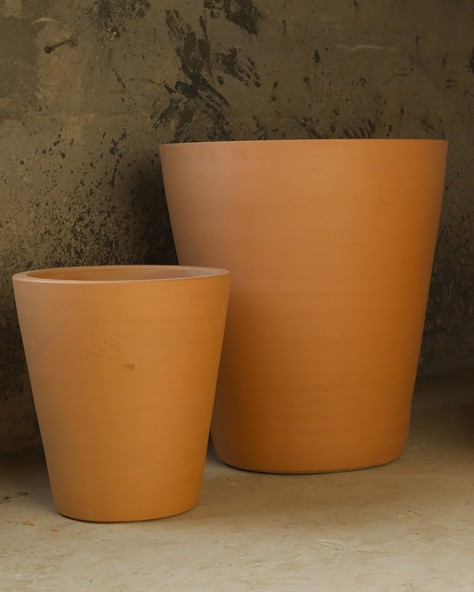 Smooth Cycas Smooth Cycas