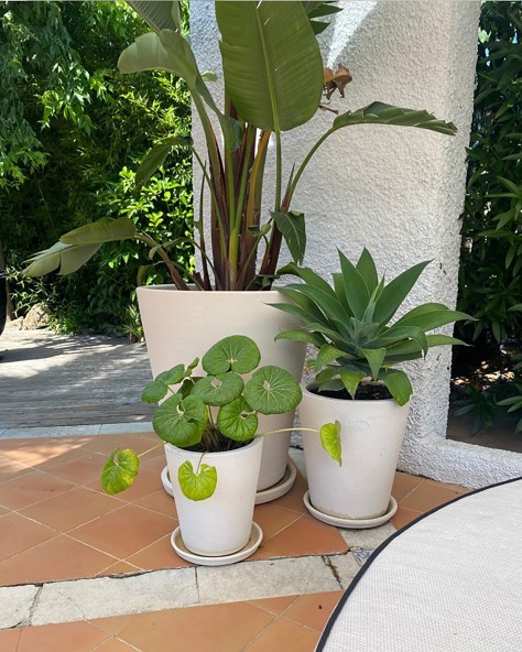 Smooth Cycas Smooth Cycas