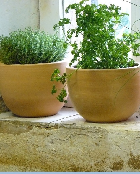 VASE JACINTHE
