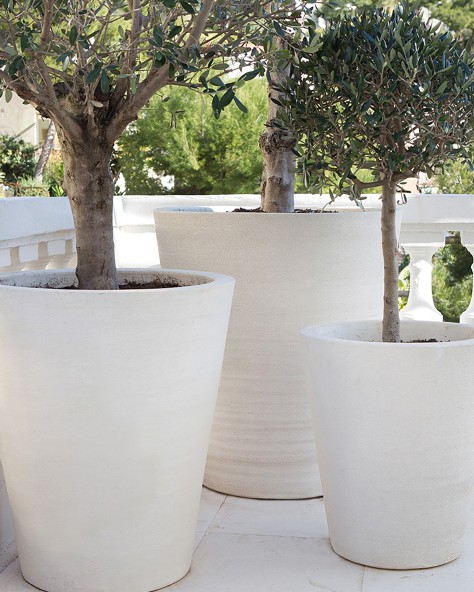 POT CYCAS LISSE POT CYCAS LISSE