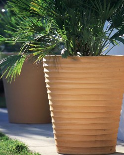 POT CYCAS STRIE