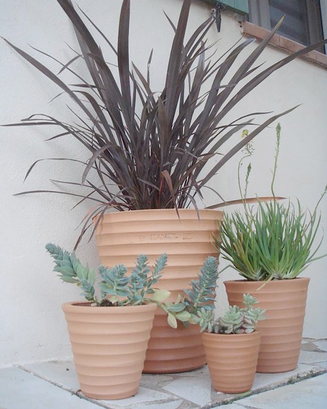 POT CYCAS STRIE POT CYCAS STRIE