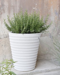 POT CYCAS STRIE
