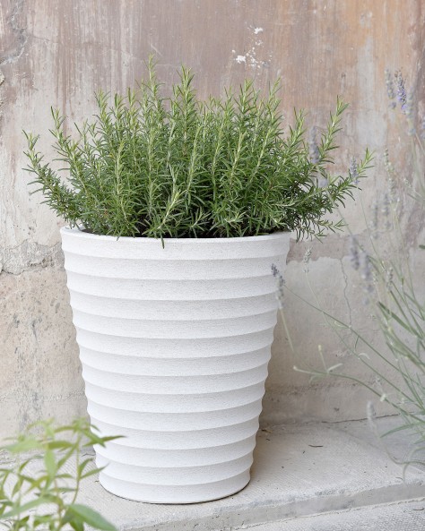 POT CYCAS STRIE POT CYCAS STRIE