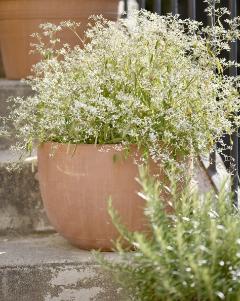 VASE JACINTHE