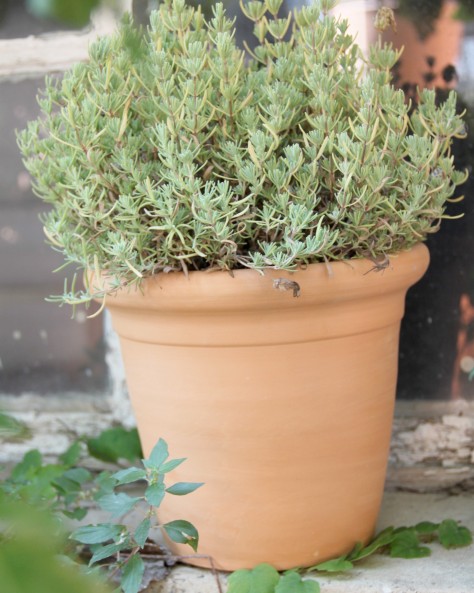 POT CAPUCINE