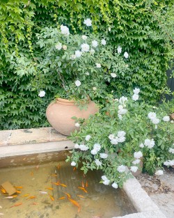 Pottery Papyrus Lisse