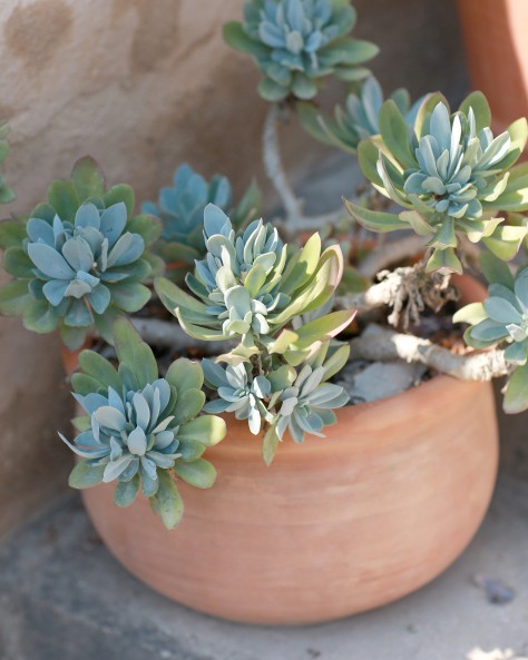 VASE JONQUILLE VASE JONQUILLE